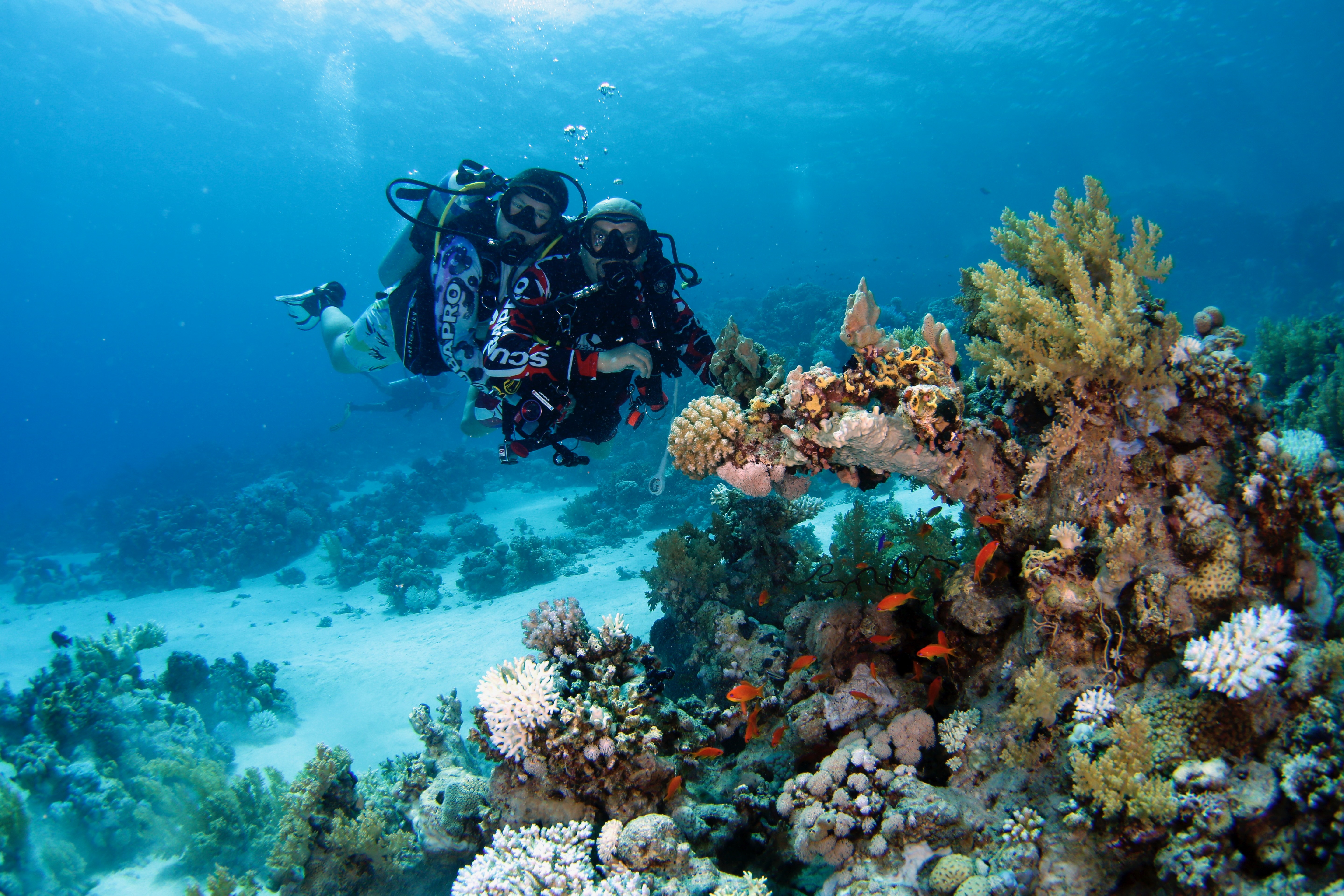 Mohammad Samer Al-Ardah